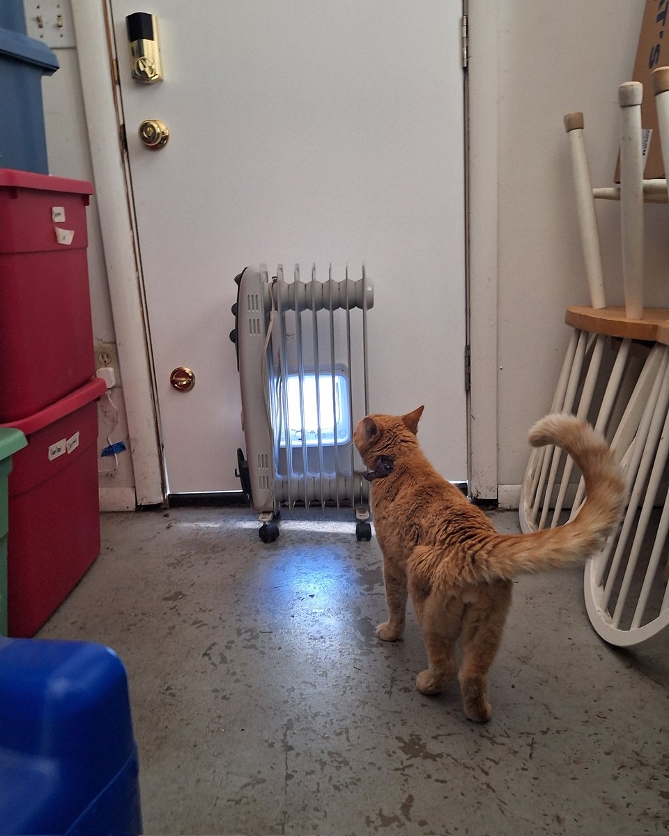 biscuitscheddar's tweet image. Help! I've been locked inside with the magic cooling box because it's going to be over 90°F / 32°C today and apparently, Staff doesn't want me bursting into flames!☀️🔥🙄