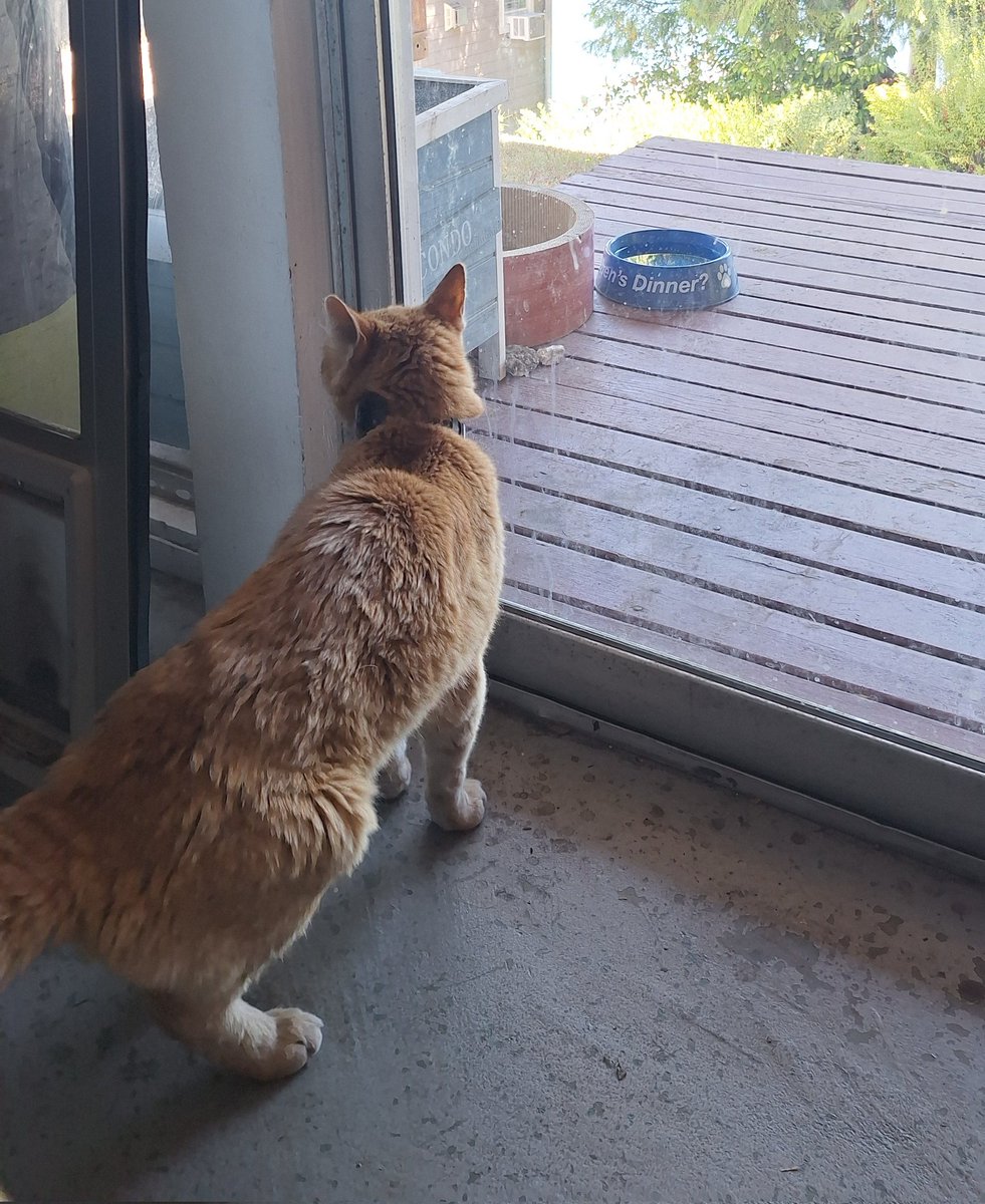 biscuitscheddar's tweet image. Help! I've been locked inside with the magic cooling box because it's going to be over 90°F / 32°C today and apparently, Staff doesn't want me bursting into flames!☀️🔥🙄
