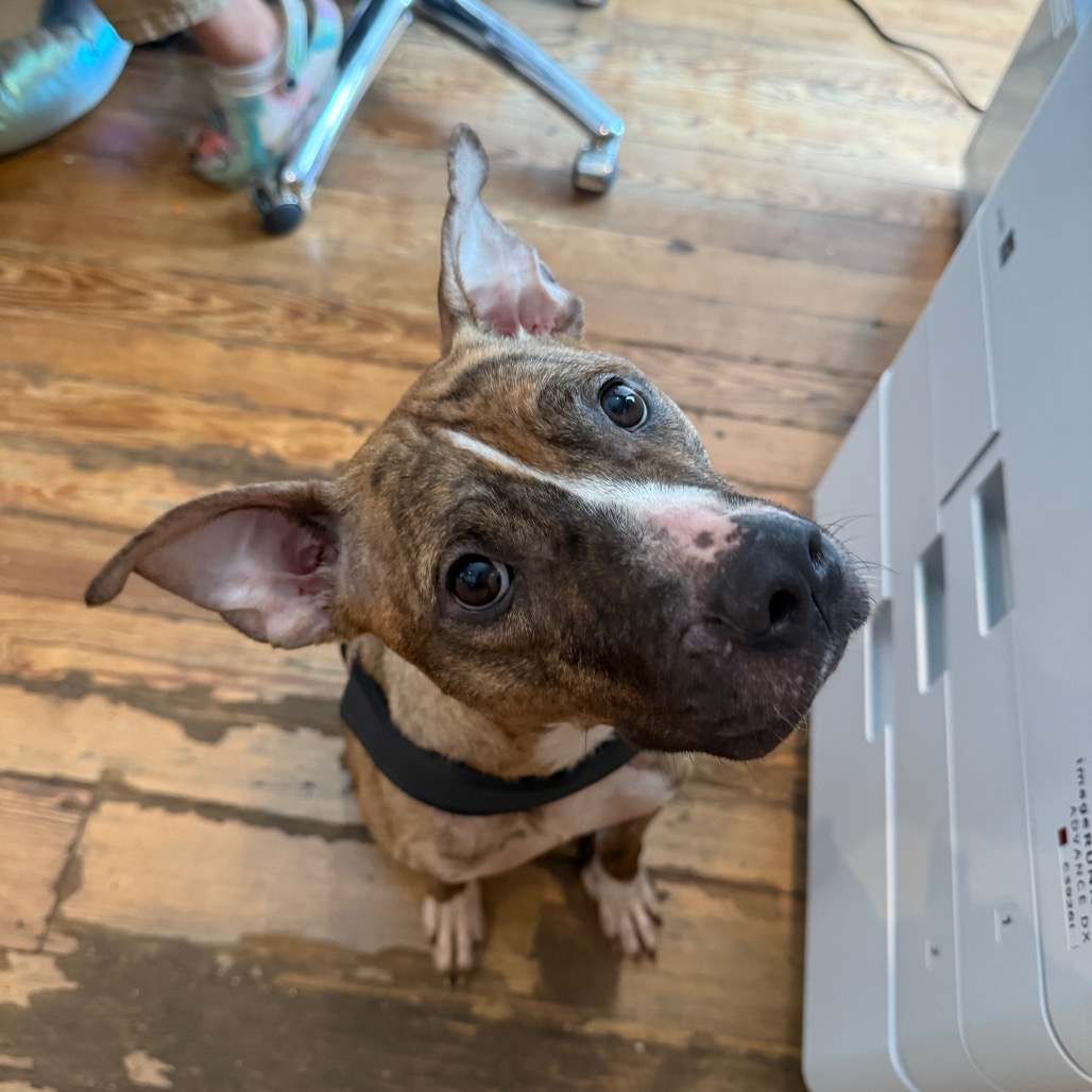 MorrisAnimal's tweet photo. Foster or Adopt Baby! 🚨

This 2yo brindle beauty is sweet, goofy &amp; loves kisses 💕 Great w/ kids, lived w/ pets before, fee waived! 

Baby is having a tough time at the shelter—foster or adopt today &amp; change her life! 🏠 #DogOfTheWeek https://t.co/wNfDlGwdMT