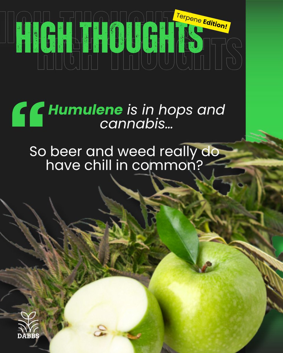 dabbsdispoms's tweet image. Beer night or smoke sesh? 🍺🌿 #HighThoughts #SmokeSesh