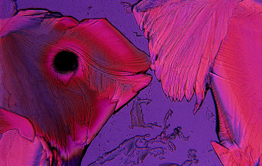 NikonInst's tweet image. 🔬 ICYMI, the most recent @NikonSmallWorld #MastersofMicroscopy article features Christian Gautier, whose work has been recognized an incredible 29 times over the history of the competition.

🔗 Click to view the article: bit.ly/4odsVQn

#NikonSmallWorld #Microscopy