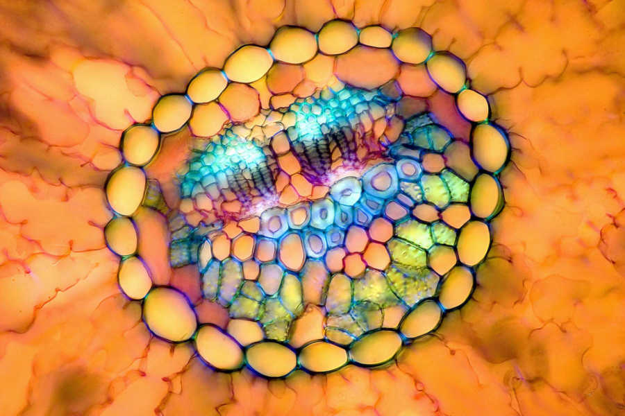 NikonInst's tweet image. 🔬 ICYMI, the most recent @NikonSmallWorld #MastersofMicroscopy article features Christian Gautier, whose work has been recognized an incredible 29 times over the history of the competition.

🔗 Click to view the article: bit.ly/4odsVQn

#NikonSmallWorld #Microscopy