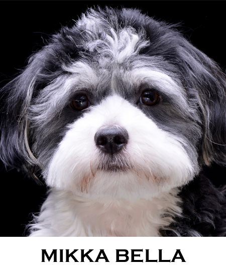 Mikka Bella is an adorable Malti-Poo who works very hard at helping her mom stay at an even keel. She weighs 9 pounds but believes in her heart she’s as big as a German Shepherd.

STOLEN MEMORIES
mybook.to/sidekicks2
#IARTG #Mystery #BookBoost