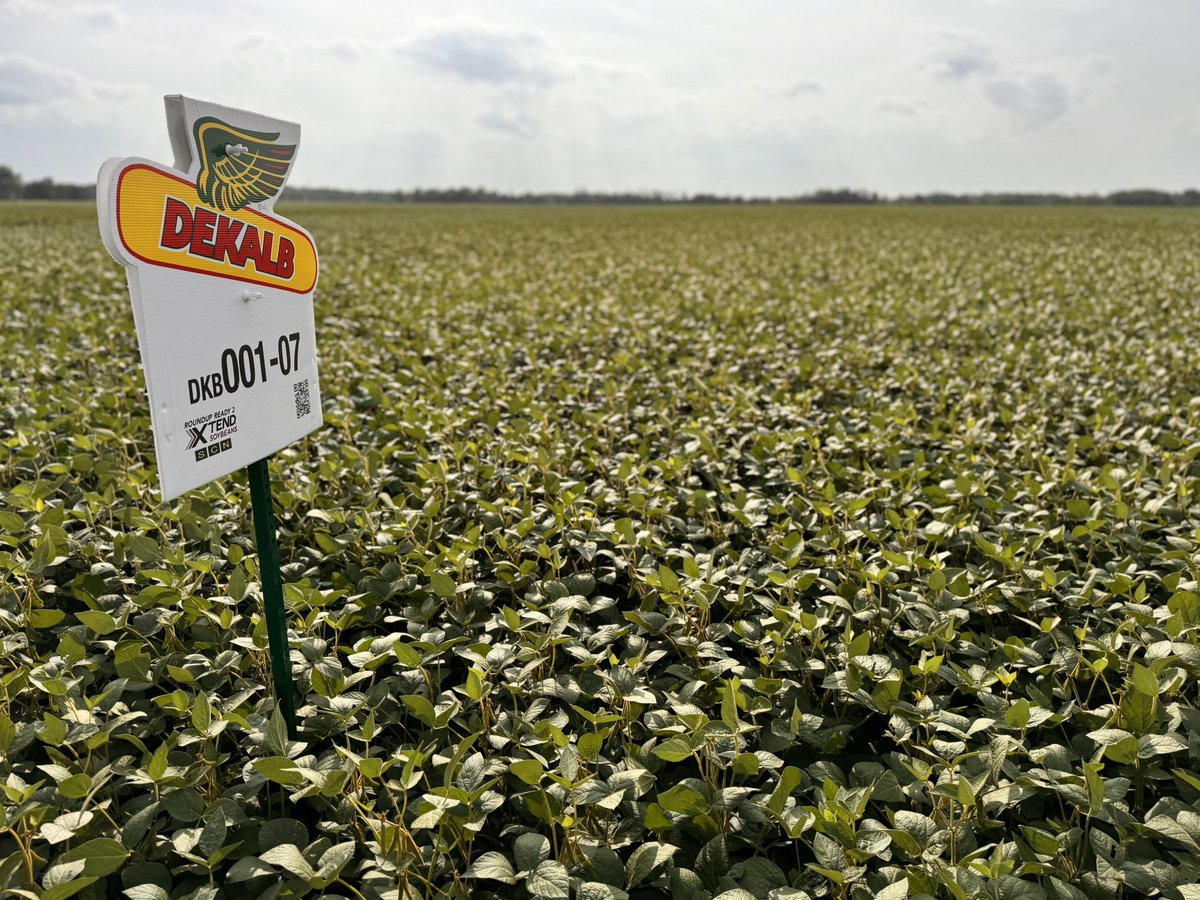 Aggeez28's tweet photo. Western MB DEKALB MD Soy Plot tour
DEKALB RR2X &amp; XtendFlex varieties @ShurGroFarmServ Neepawa plots loving recent rains and filling great!
#Yield25 @Bayer4CropsCA @DEKALB_Canada https://t.co/bLwMaPC1dh