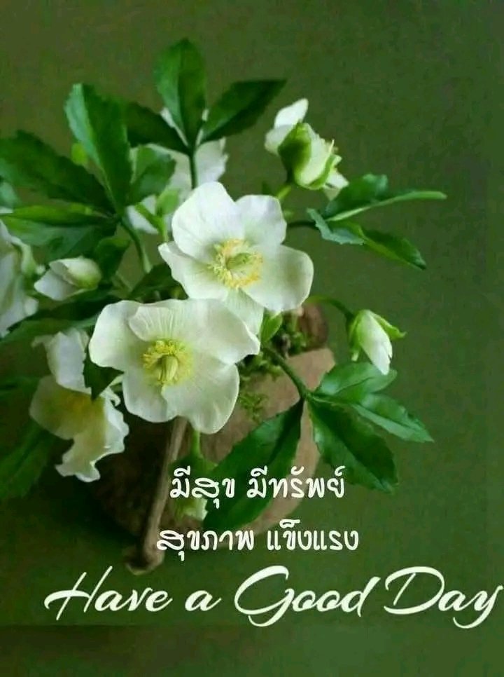 สวัสดีวันพุธค่ะ