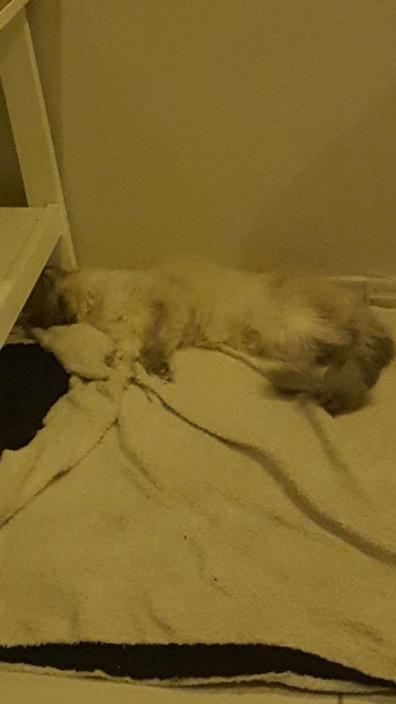 القطة وضعها صعب جدا تحتاج نقل دم🩸 عاجل ويكلف 1500 فيها فشل كلوي حاد وانيميا وارتفاع إنزيمات الكبد ولا عيادة قبلت الحالة قبل ان يتم سداد المبلغ الحالة ما تتحمل تاخير فيه كتن وهي ما تقدر ترضع💔
اي مبلغ ممكن يساعد في اكتمال الفاتورة وانقاذ حياتها التحويل على حساب العيادة مباشرهً