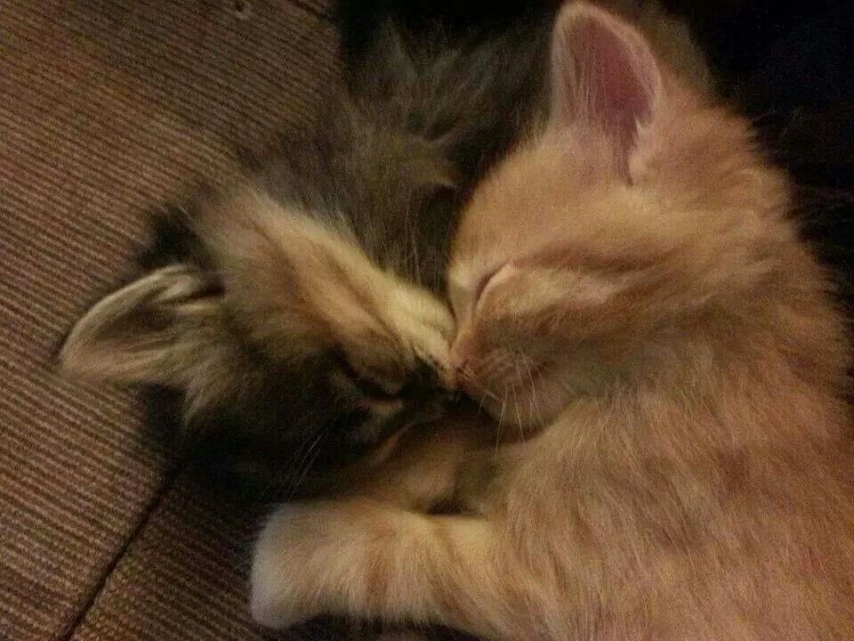 cat archives tweet media