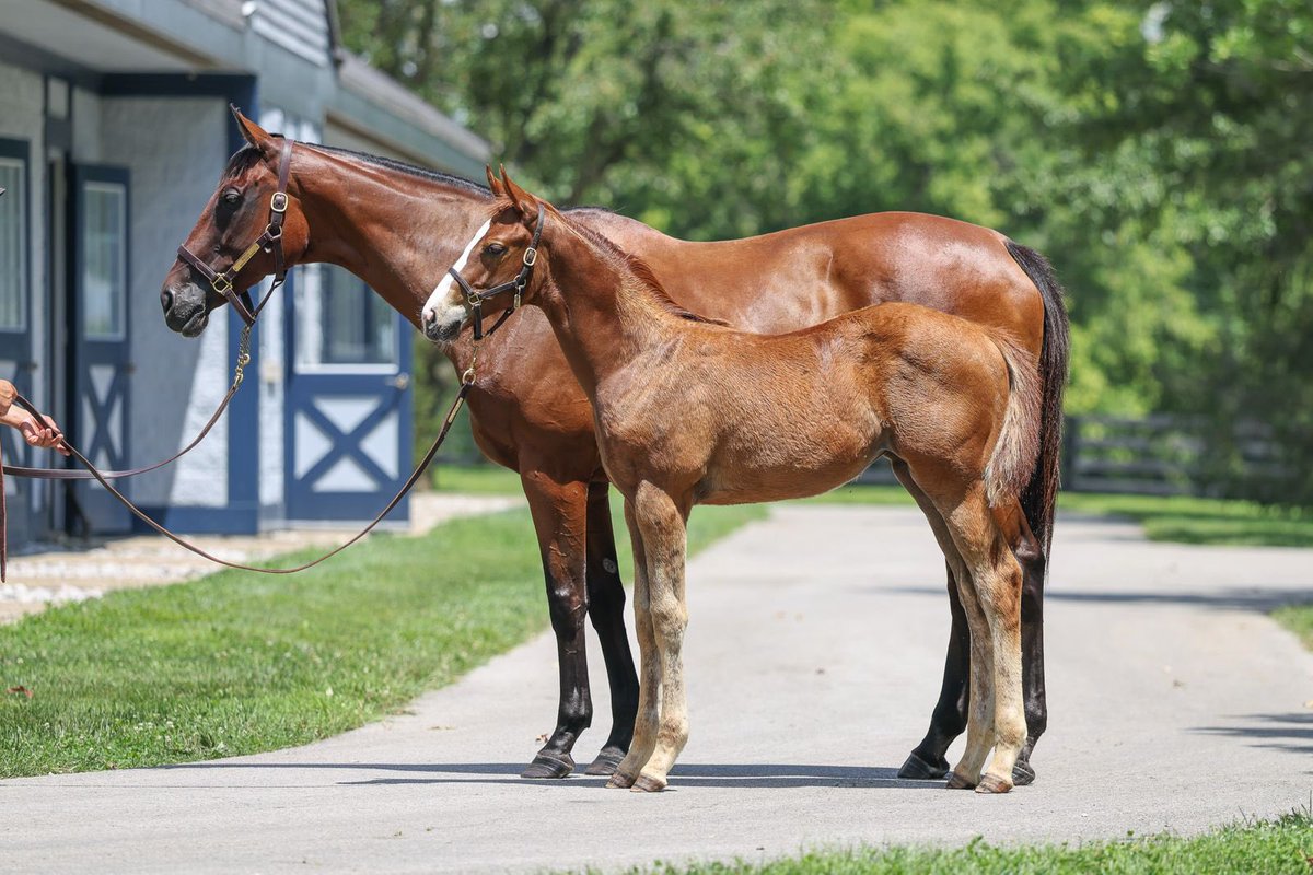 jstewartrr's tweet photo. PUCA and her 2025 Filly by GOOD  MAGIC. @resracingky https://t.co/8u8bpuFDr0
