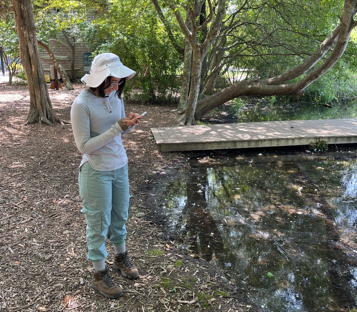 SaintKateriCtr's tweet photo. 👏 Our intern Ariana Cardenas from Farmingdale State College is doing a FANTASTIC job of monitoring and surveying for🌱Arthraxon hispidus, a high-priority invasive species for Long Island and New York City.
@farmingdalesc #ArthraxonHispidus #Survey123 #ArcGIS #iMapInvasives #InvasiveSpecies #EDRR #EcologicalRestoration #Horticulture #LaudatoSi #SaintKateri