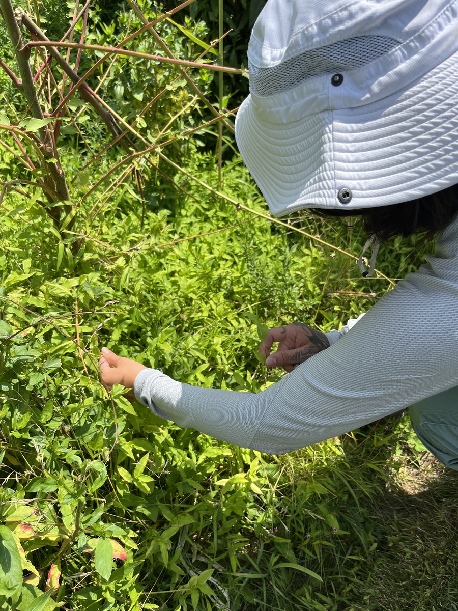 SaintKateriCtr's tweet photo. 👏 Our intern Ariana Cardenas from Farmingdale State College is doing a FANTASTIC job of monitoring and surveying for🌱Arthraxon hispidus, a high-priority invasive species for Long Island and New York City.
@farmingdalesc #ArthraxonHispidus #Survey123 #ArcGIS #iMapInvasives #InvasiveSpecies #EDRR #EcologicalRestoration #Horticulture #LaudatoSi #SaintKateri