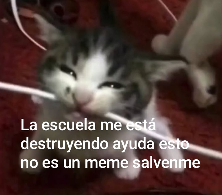 星 Itzko 💫 YCH COMMS OPEN 🌟 (@itzko_8) on Twitter photo 