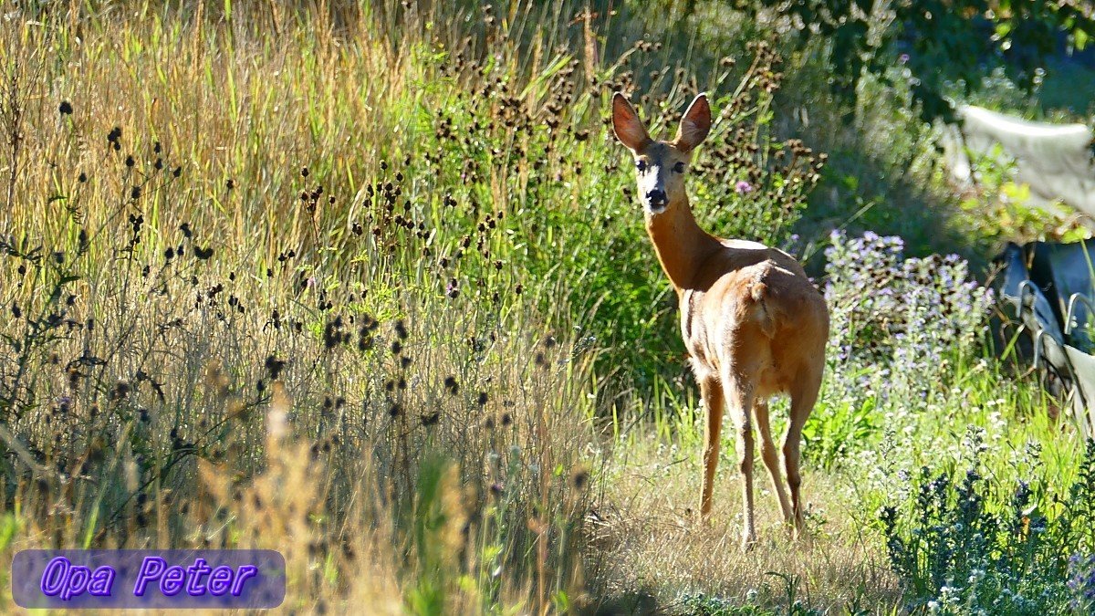 Guten Morgen allerseits!
Habt einen schönen Tag ☀️🍀💖

➡️Kamen andere früher drauf. - N-TV: Merz kann es nicht.
Er hat die 💩fD mehr als verdoppelt statt halbiert und den Karren weiter in den Dreck gefahren.

Auf geht's, Früh-Runde mit🐕‍🦺Aimy.
#Briesen(Mark) #Oderland