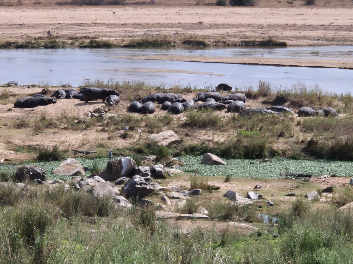 If you’re new here, this is the yearly release of: my dad at Kruger park- pics taken by him. I live for the day each year that these drop.