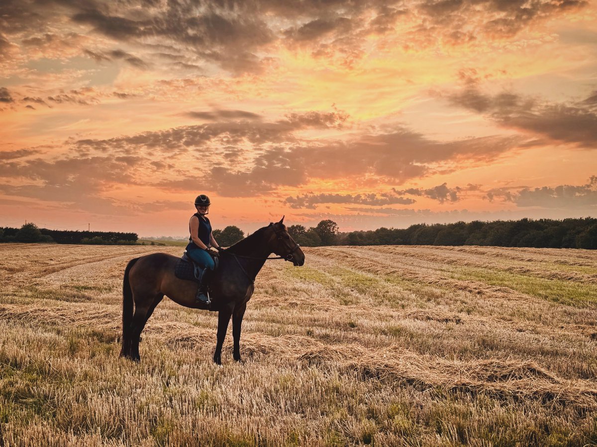 I’m not around on here much anymore. It’s not fun and the lovely farmy community isn’t here now but anyway, things are looking up a bit and tonight I cantered Missy in a stubble field, which is a huge milestone. A month ago I thought I’d never get her sound x