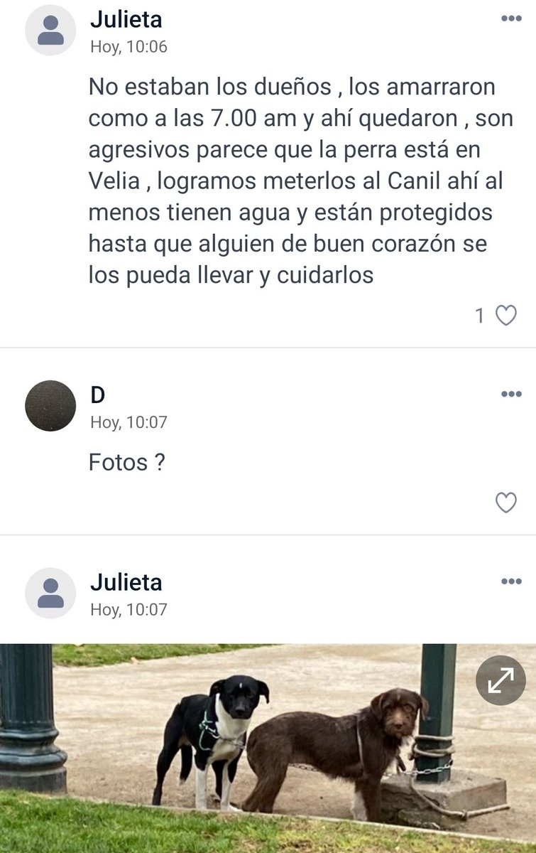 franivanoski's tweet photo. @catasanmartinlc @Muni_LasCondes  alcaldesa, su ayuda por favor. Abandonaron a 2 perritos en el Parque Sta Rosa. Se necesitan acciones inmediatas. No puede seguir saliendo gratis el abandonar y amarrar animales en la comuna. Link al reporte: https://t.co/u3cbd53V6g https://t.co/dSMnIfJerD