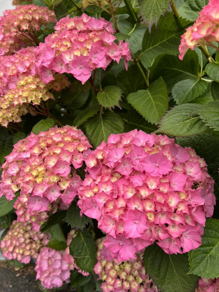 #hydrangea #realflowers
