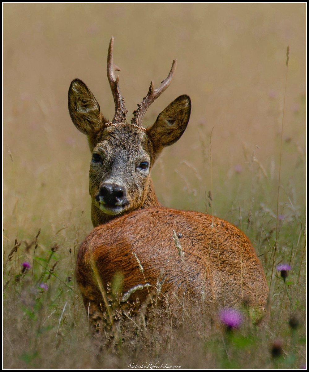 Natasha Roberts Imagery tweet media