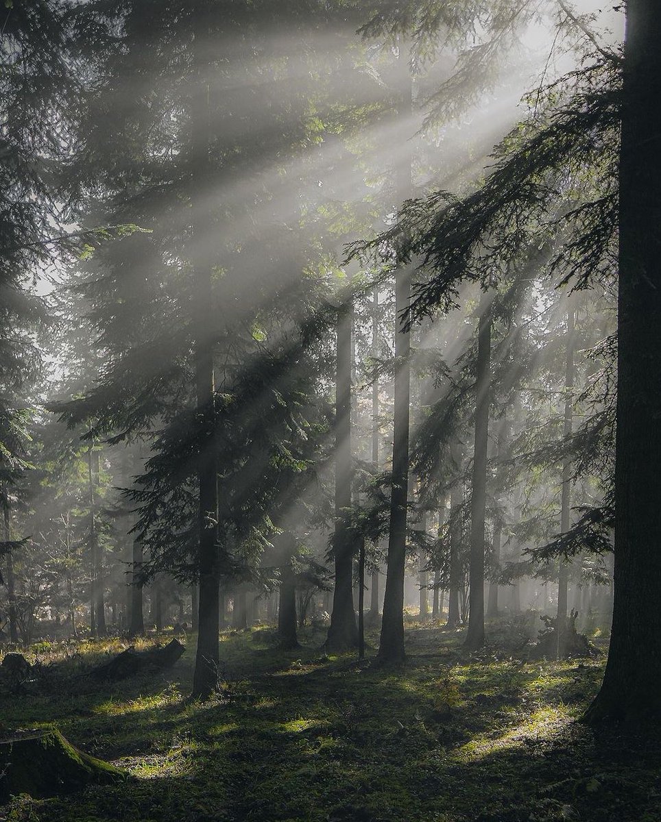 — mystical forest 🍃