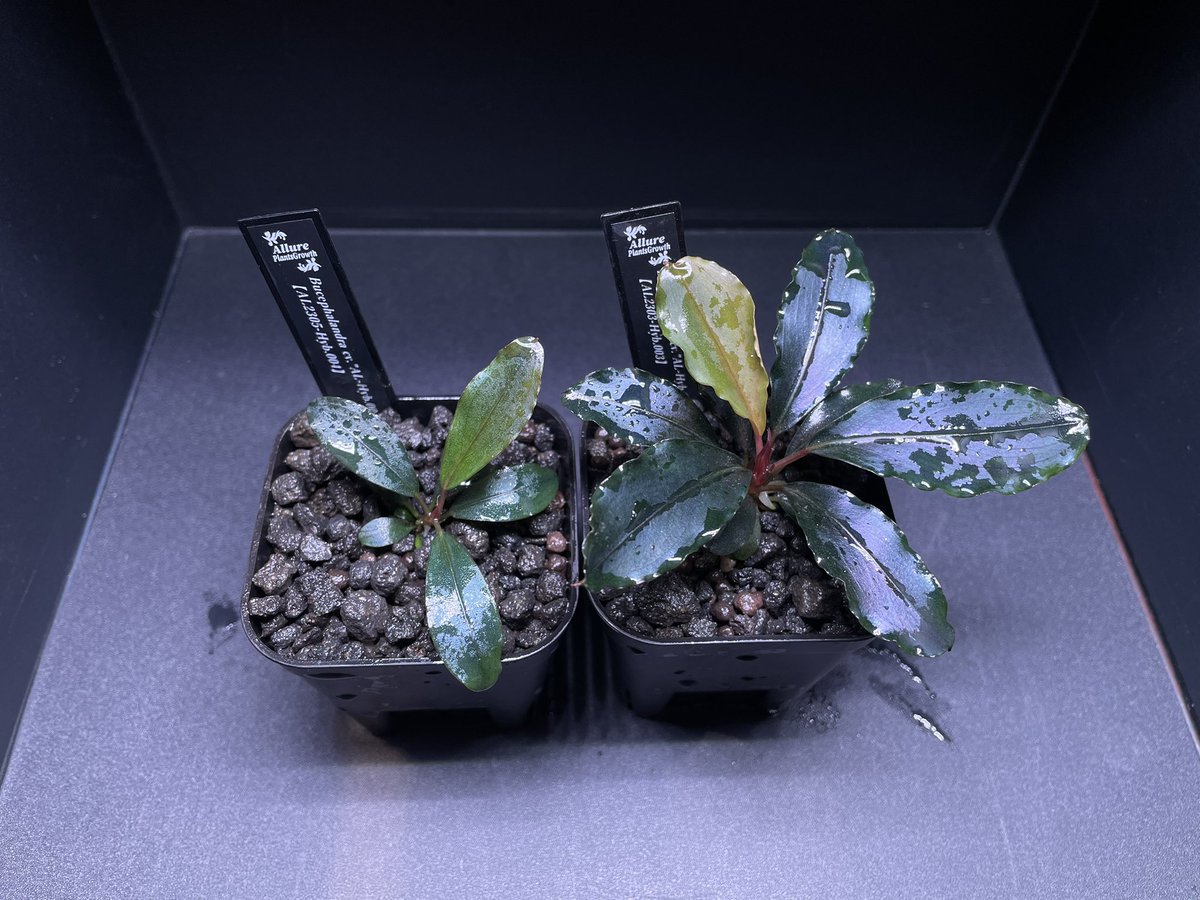 兼続-kanetuguebi🦐/HAJI plants🌱/SoraCamp🏕️ on X: 