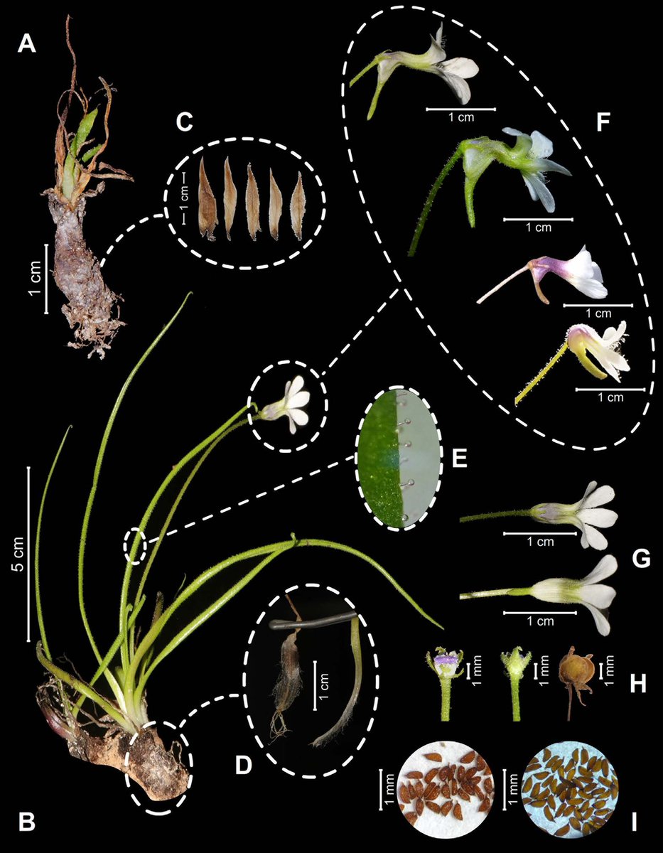 ¡Nueva especie de #carnívora para México!
#Pinguicula tonalaensis López-Pérez &amp; Zamudio sp. nov. (#Lentibulariaceae).

Esta planta #gipsófila fue hallada en Santo Domingo Tonalá, #Oaxaca

botanicalsciences.com.mx/index.php/bota…