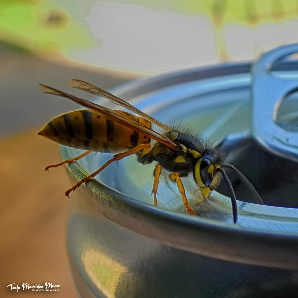 I made a new friend today. We shared a drink. 

#photography #insects #MacroMonday
