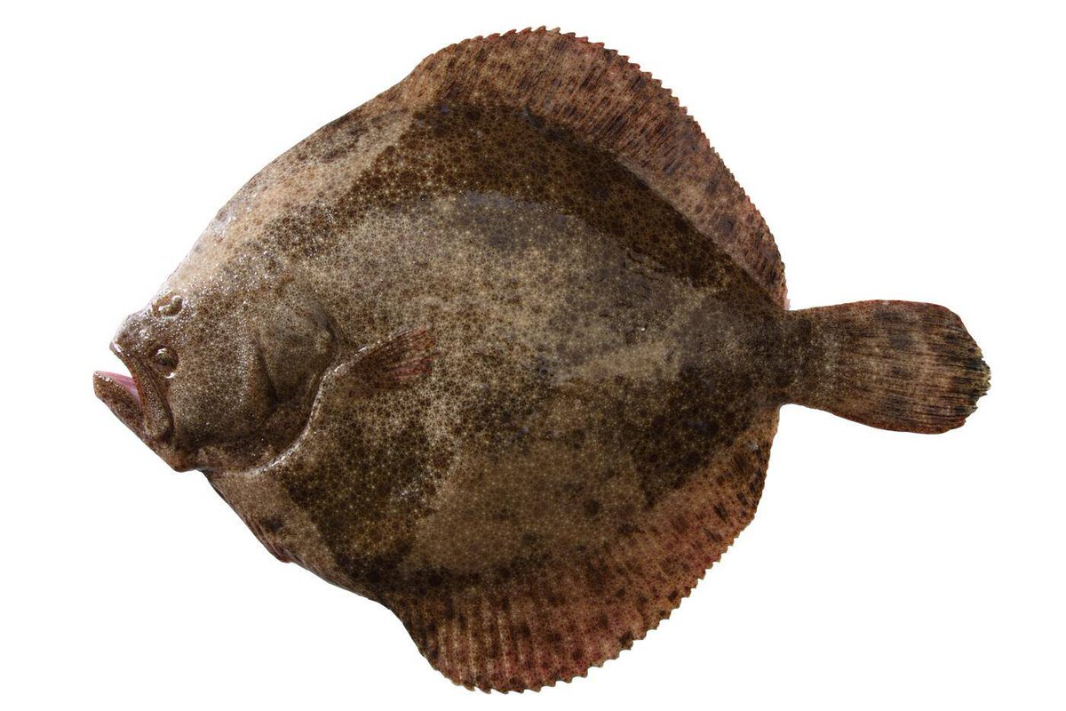 "-Turbot nuet té un to brut"
#palindrojordi