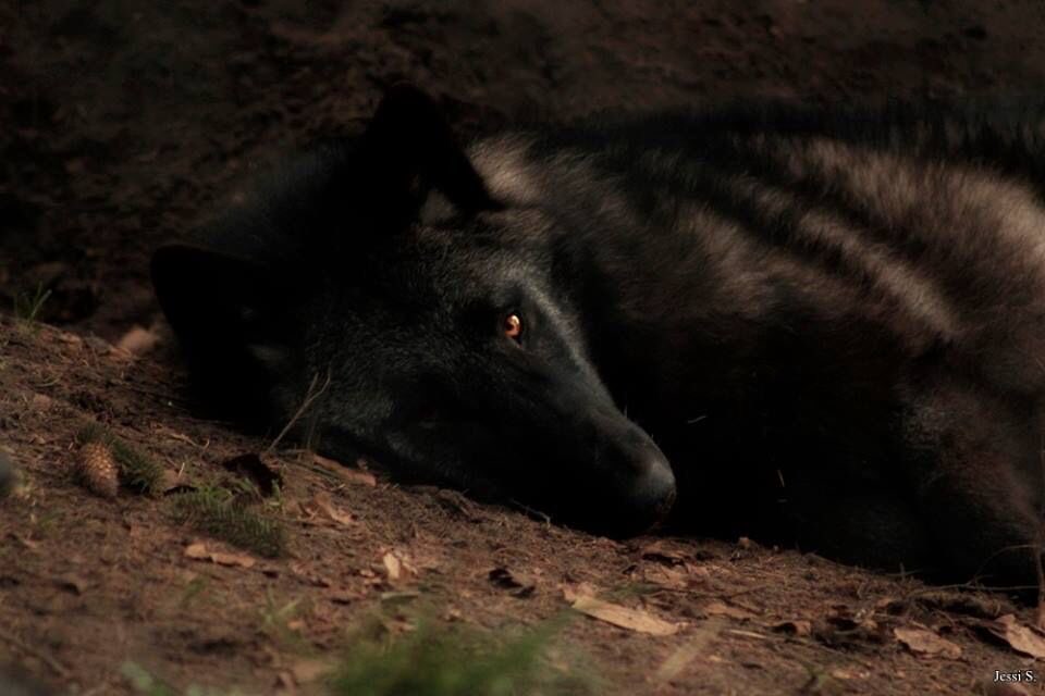 Wolf (@wolflope) on Twitter photo 