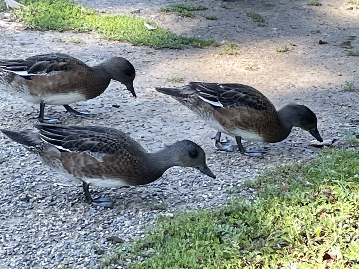 Beautiful American Wigeons (I think) came right up while foraging. #BirdsofTwitter
