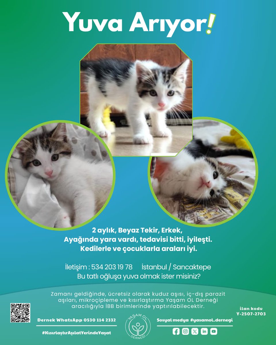 yasamol_dernegi's tweet photo. Minicik kalplerinde kocaman sevgi taşıyorlar 🐾❤️ Sen hangisiyle kucaklaşmak istersin!
#yasamol #satinalmasahiplen #yavrukedi #KısırlaştırAşılatYerindeYaşat https://t.co/8au4mXSORC