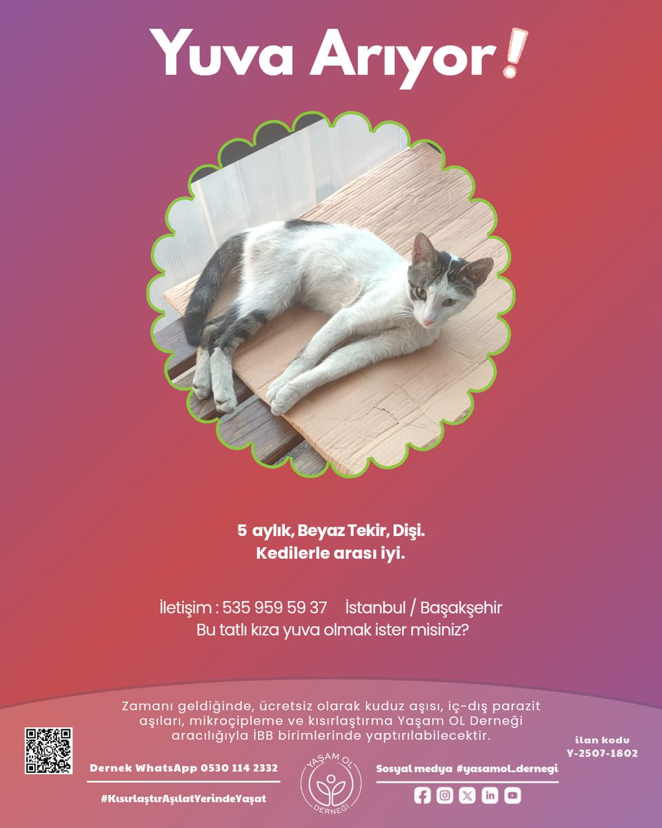 yasamol_dernegi's tweet photo. Minicik kalplerinde kocaman sevgi taşıyorlar 🐾❤️ Sen hangisiyle kucaklaşmak istersin!
#yasamol #satinalmasahiplen #yavrukedi #KısırlaştırAşılatYerindeYaşat https://t.co/8au4mXSORC
