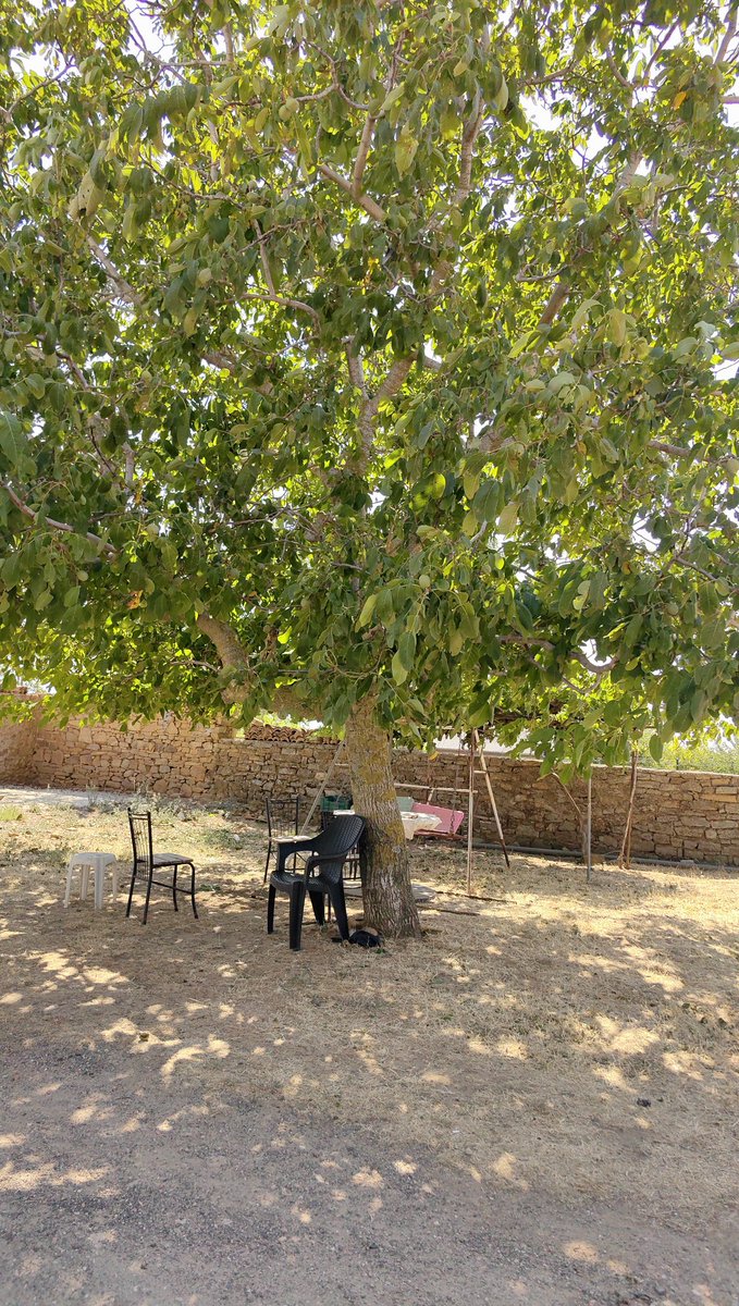 Abdullah b. Mes’ûd (r.a.) şöyle dedi:

Resûlullah (s.a.s.) bir hasır üzerinde yatıp uyumuştu. Uykudan uyandığında, hasır vücudunun yan tarafında iz bırakmıştı. Biz, "Yâ Resûlallah! Sizin için bir döşek edinsek." dedik. Bunun üzerine Resûl-i Ekrem:

"Benim dünya ile ilgim ne kadar