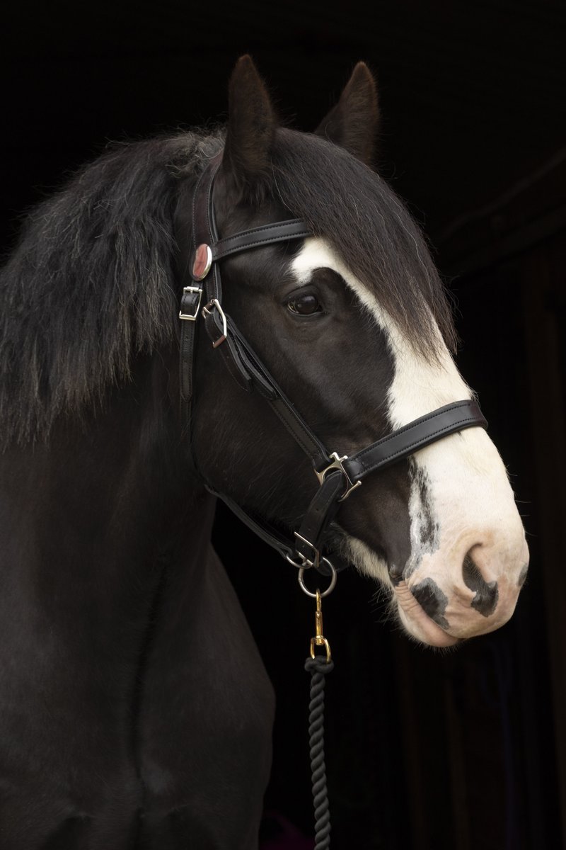 Every OPS Mounted Unit horse plays a key role in keeping the community connected and calm, and Angus does it with quiet confidence.

At around 9 or 10 years old, Angus is as steady as they come. He’s big-hearted, food-motivated, and always ready for work. The older brother of