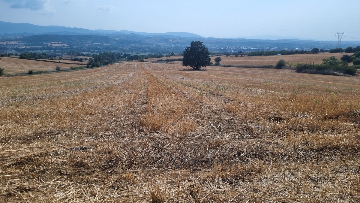 Ya nasip ya kısmet...