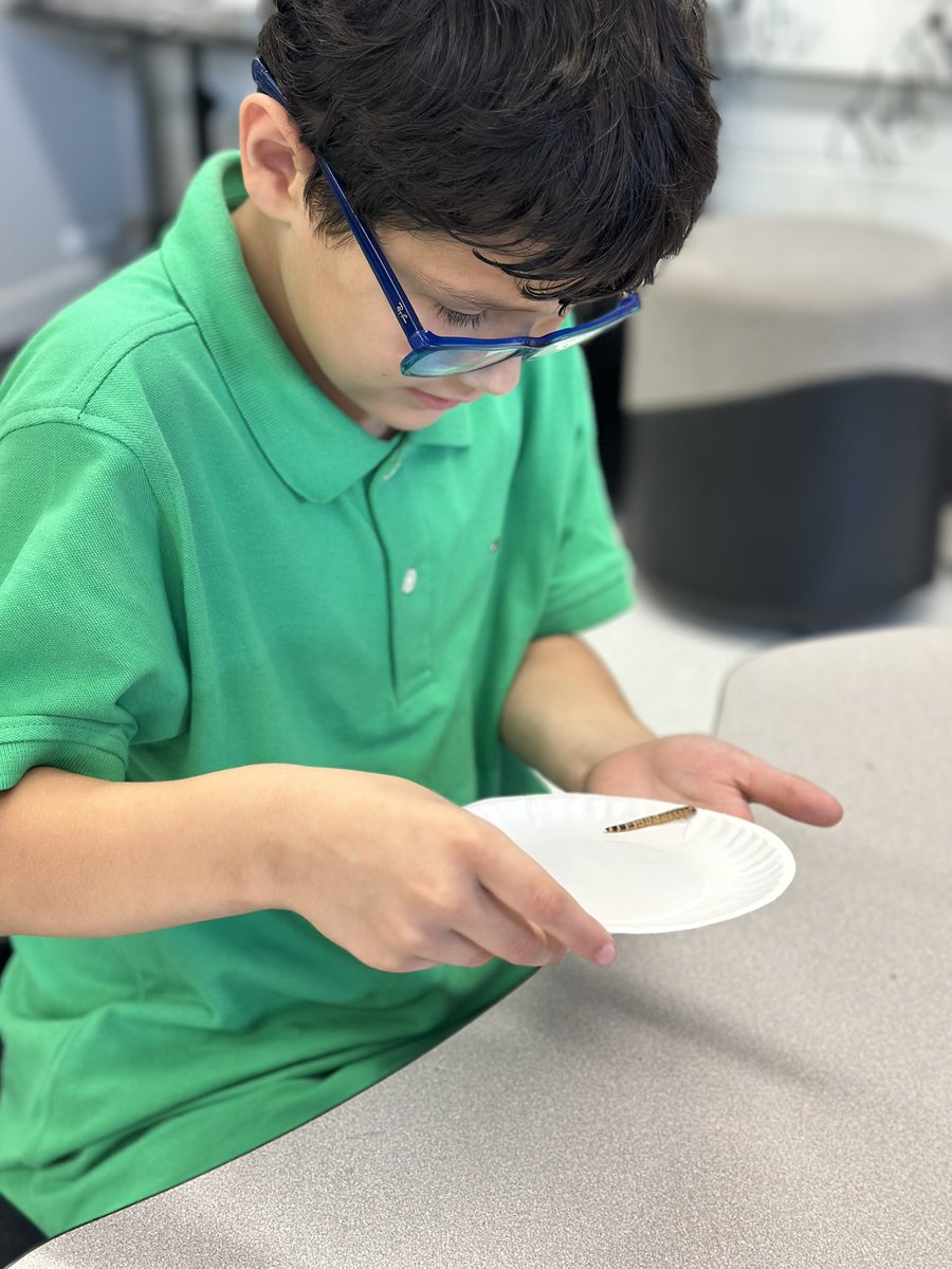 hive14bmsa's tweet photo. Day 1 of our mealworm life cycle observations! 🔎 #ourbmsa https://t.co/oXLyoO3MkB