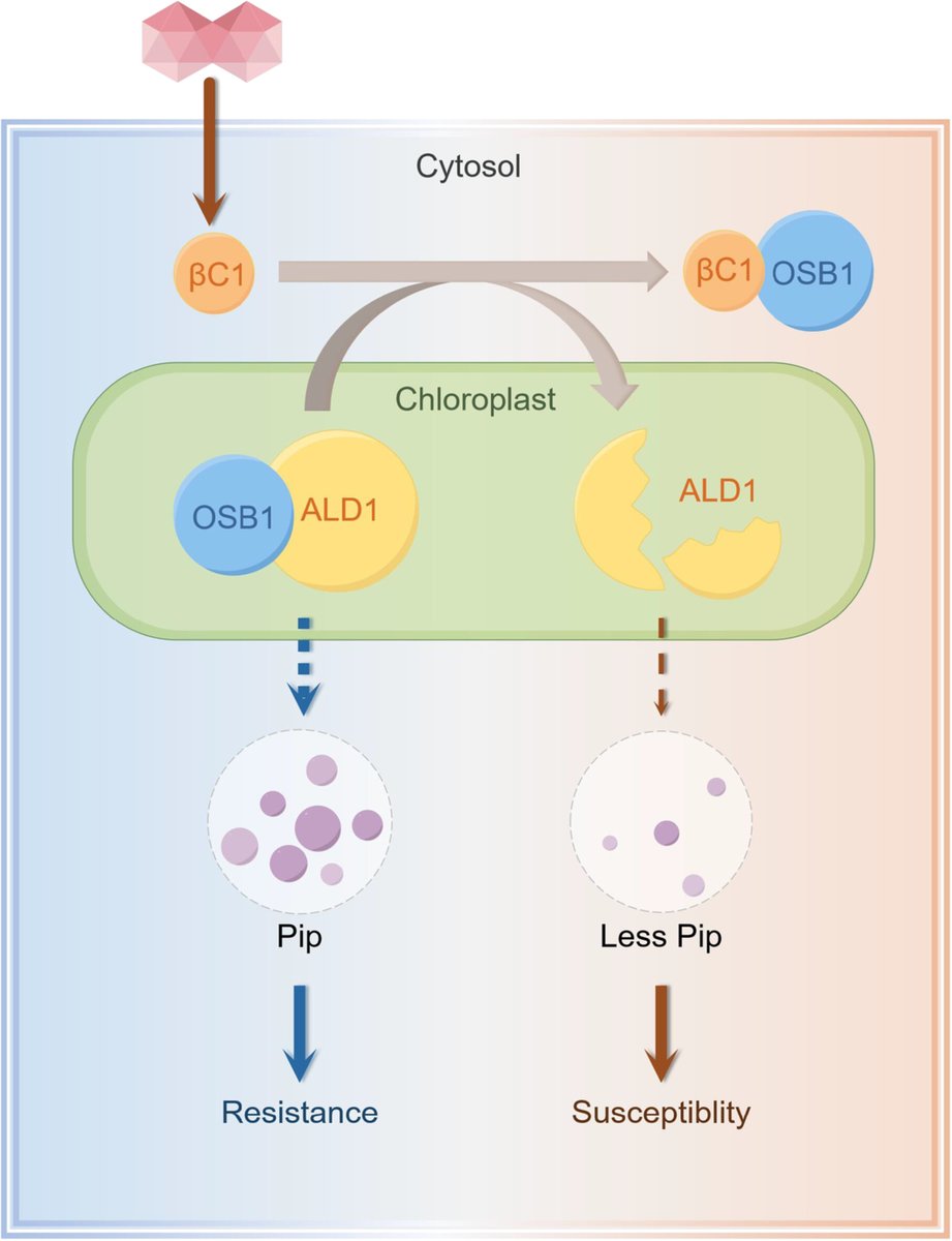 In a #chloroplast-based #immune mechanism, OSB1 stabilizes AGD2-LIKE DRP 1 to promote defense signaling. The #viral effector βC1 disrupts this process by hijacking OSB1, thus weakening #plant #immunity.
Find out more!➡️ doi.org/10.1111/jipb.1… <a href="/wileyplantsci/">Wiley Plant Science</a> #PlantSci #JIPB