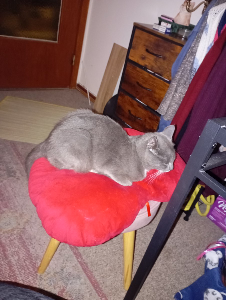 Camillo Di Pawsa & Bruder Martini tweet media