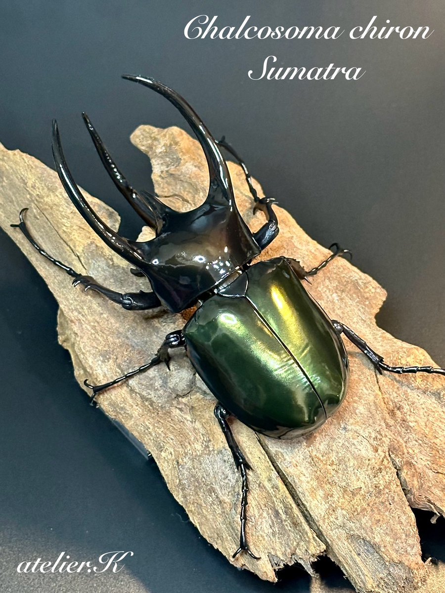 8月いっぱいまで値下げ オンライン版 いきもの大図鑑アドバンス