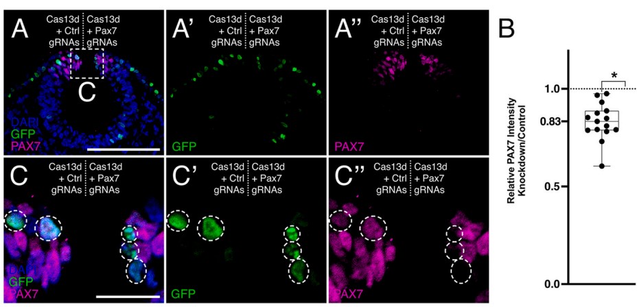 #DBfeature
Functional knockdown using CRISPR-Cas13d in chick embryos 
by Minyoung Kim, and Erica J. Hutchins
sciencedirect.com/science/articl…
#SpecialIssues  "Avian model systems - current advances in research, technology and biomedical applications"