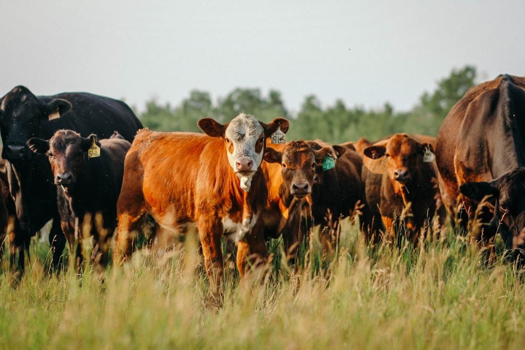 realagriculture's tweet image. BREAKING: @albertabeef announces withdrawal from @CanCattle, effective July 1, 2026. Chair Doug Roxburgh explains the board's decision 👇

🔗: ow.ly/CV6P50WETyT #westcdnag #ontag #abag #cattle #ranching
