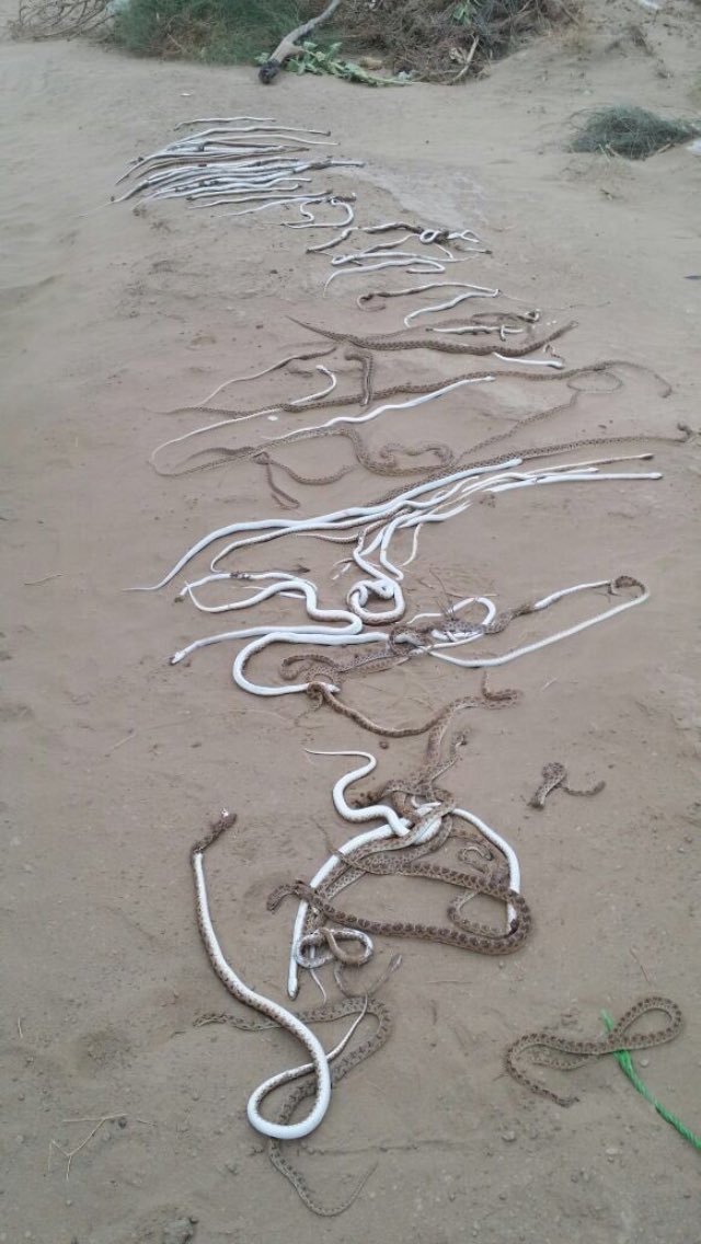 newsjazan1's tweet image. مزارع في #جازان يستخدم طريقة لإصطياد الثعابين

وهي وضع ماسورة مقاس 8 انش وغرسها بالارض بعمق متر ونصف ووضع تونة فيها لشدة رائحتها ،
فتأتي الثعابين وتدخل اليها طمعاً بالتونة وعند نزولها لا تستطيع الخروج .

📆 الفيديو عام 2017

#إخبارية_جازان #جازان_الان #أمطار #امطار_جازان