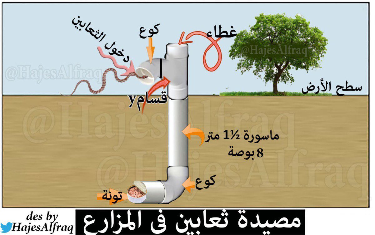 newsjazan1's tweet image. مزارع في #جازان يستخدم طريقة لإصطياد الثعابين

وهي وضع ماسورة مقاس 8 انش وغرسها بالارض بعمق متر ونصف ووضع تونة فيها لشدة رائحتها ،
فتأتي الثعابين وتدخل اليها طمعاً بالتونة وعند نزولها لا تستطيع الخروج .

📆 الفيديو عام 2017

#إخبارية_جازان #جازان_الان #أمطار #امطار_جازان