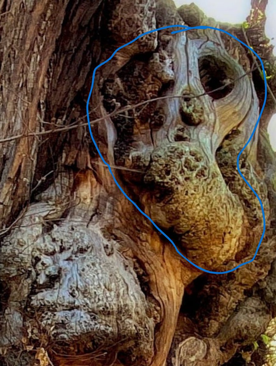 <a href="/Ipaintatnight/">Maggie McWhirter</a> I too can now see it as a skull, Maggie. 
Aside from being the little cutie with his big eye, holding his hand/paw to his mouth 😁 xx Fun and fascinating xx