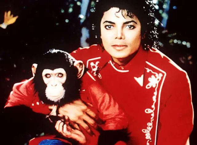 Michael Jackson’s pet monkey Bubbles is still alive. He’s 41 and lives in a Great Ape sanctuary in Florida.