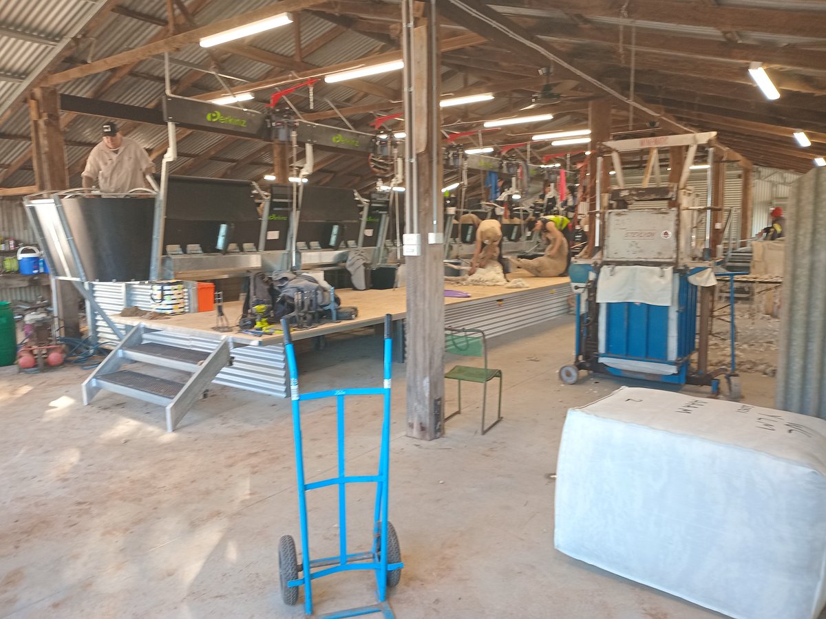 Few more photos of latest install of 6 stand ShearMaster.  Video to come.  Please share this to people who you think might be interested.  Keen to grow our X platform followers.   Thanks Wayne.