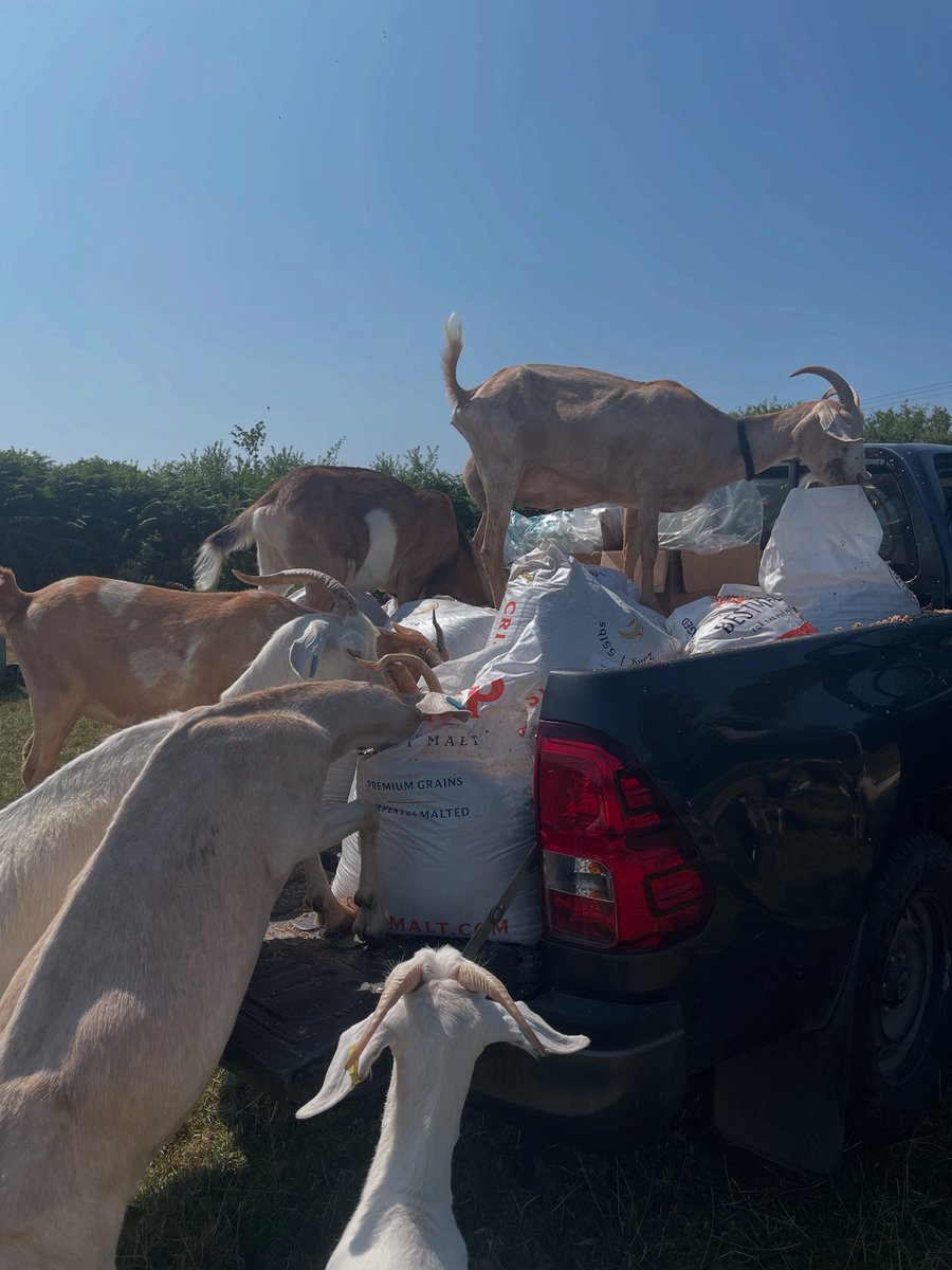 Garlic Meadow tweet media