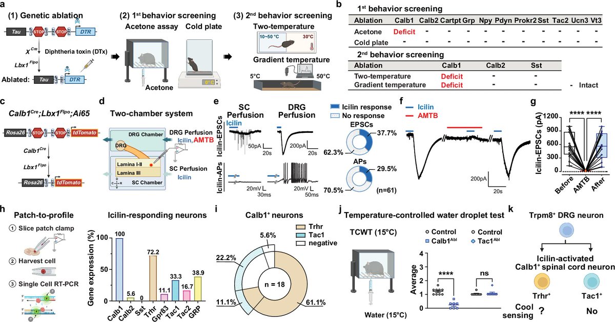 NaturePortfolio's tweet photo. A study in @NatureComms identifies a neural circuit in mice that transmits cool sensation from the skin to the brain, revealing a dedicated pathway for detecting innocuous cool temperatures. https://t.co/TCfI0uFuM1 https://t.co/ziPGJI8owK