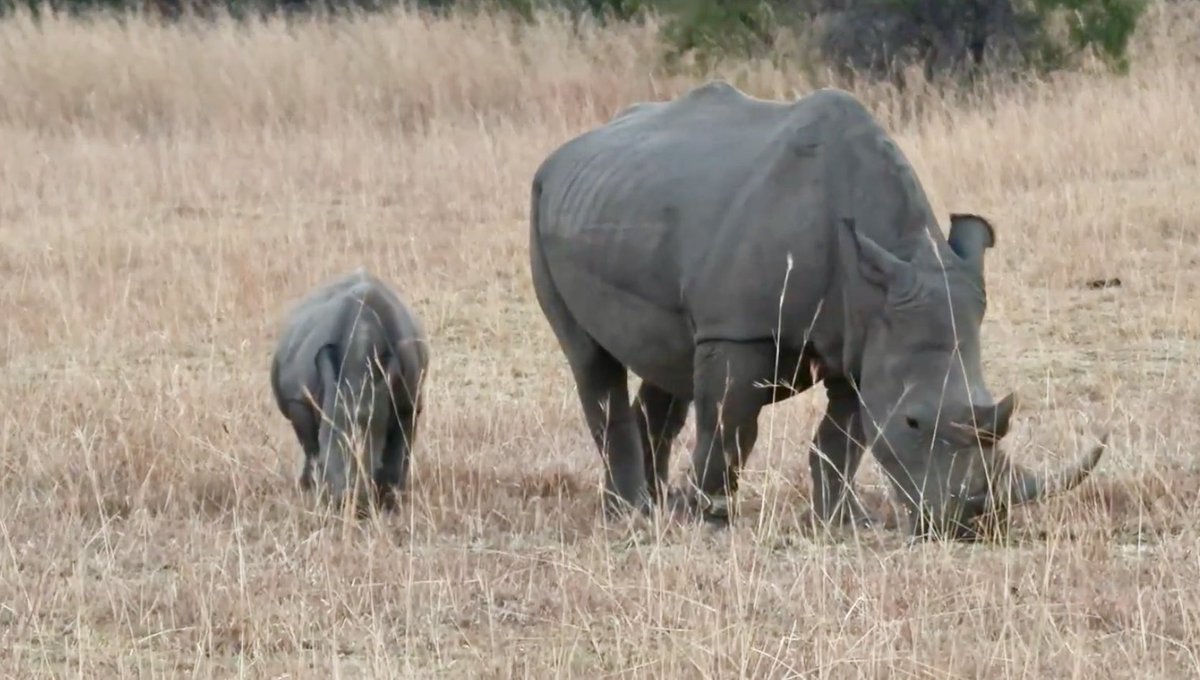 Rhinos on Marbula! #Wildearth