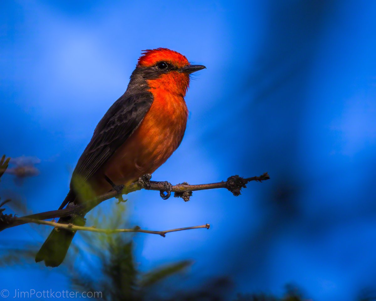 While there are many shades of red, the male Vermilion Flycatcher sports one of the most compelling. I underexposed this shot to preserve the detail in his vibrant red head, which was in a bright spot above a deep shadow. What do you think of the result? #birds #nature #wildlife