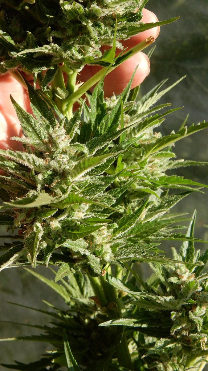 SWEET BOURBON AUTO KUSH: Sweet, potent, &amp; fast; brings rich flavour, heavy resin, &amp; serious punch. 
&gt; shorturl.at/OWNr8 
#CannabisCommunity #HomeGrown #Kush  #GrowYourOwn #CannabisSeeds #HomeGrowers #Autoflower #WeedLife #CannabisCultivation
birdmountain <a href="/grow_diaries/">grow.diaries</a>