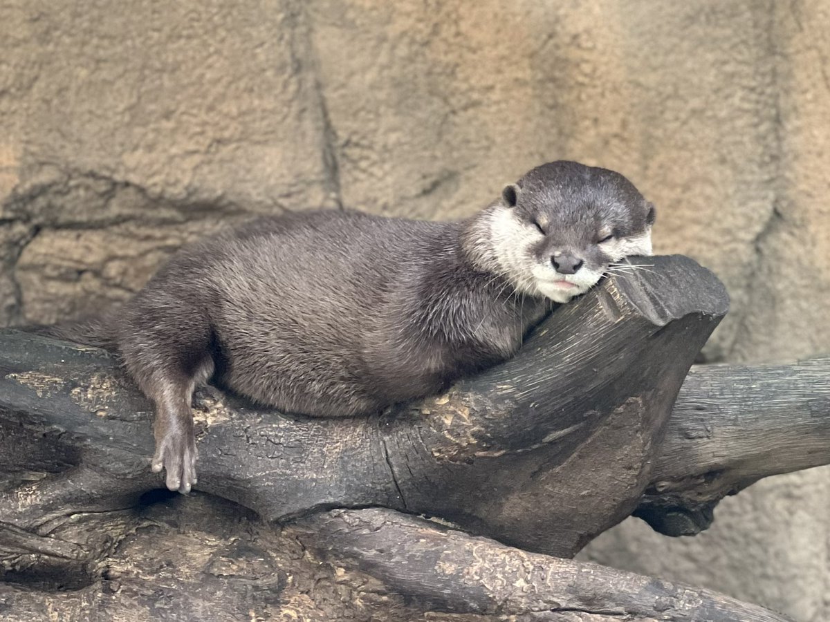 すやぁ〜。。。
撮影：2025年8月

#コツメカワウソ #カワウソ
#那須どうぶつ王国